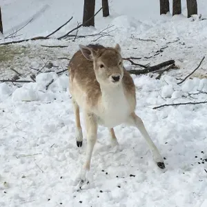 Javier
